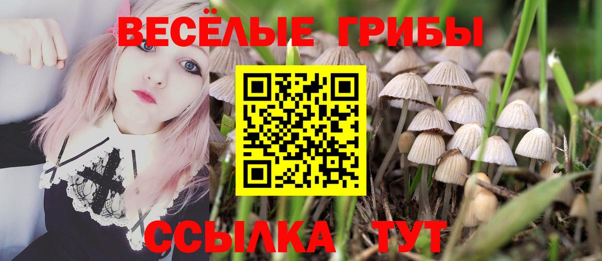 Галлюциногенные грибы Psilocybe Великий Новгород